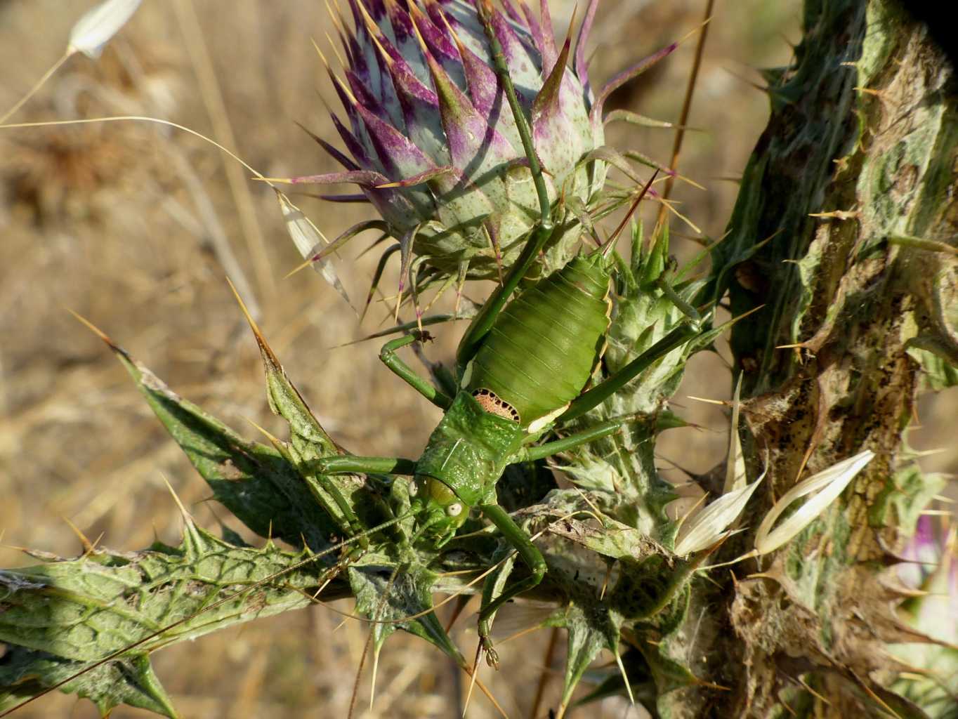 Uromenus brevicollis
